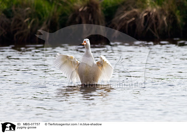 pygmy goose / MBS-07757