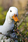 pygmy goose