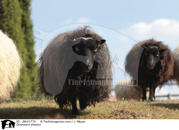Quessantschafe / Quessant sheeps / JM-01775