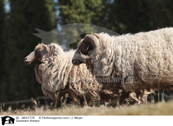 Quessant sheeps / JM-01776