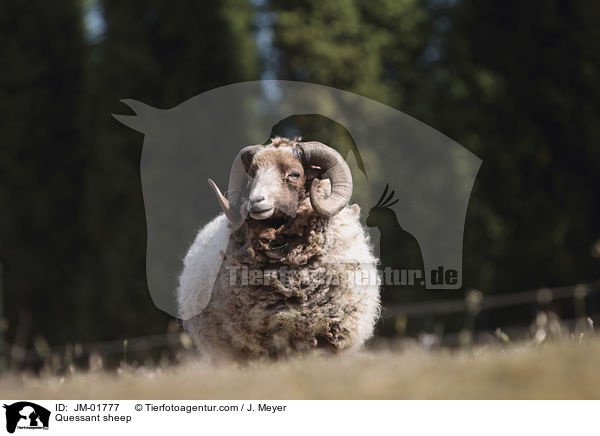 Quessantschaf / Quessant sheep / JM-01777