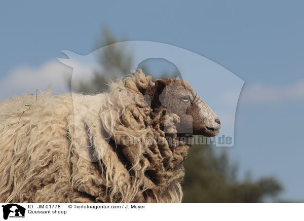Quessantschaf / Quessant sheep / JM-01778
