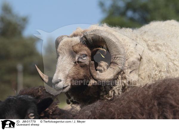 Quessantschaf / Quessant sheep / JM-01779