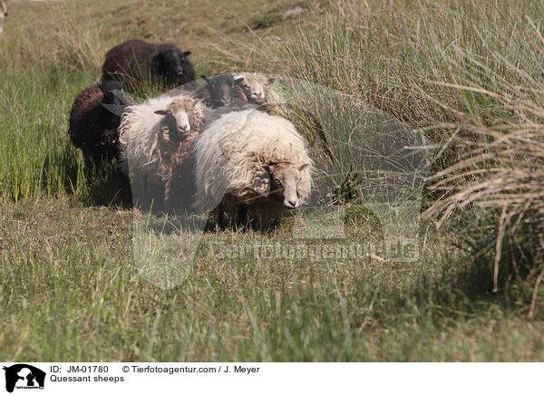 Quessant sheeps / JM-01780