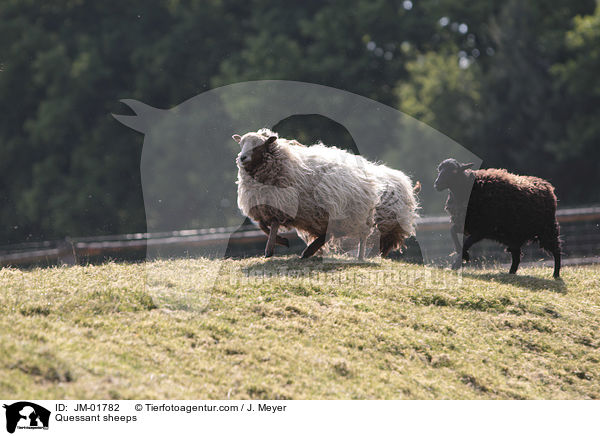 Quessantschafe / Quessant sheeps / JM-01782