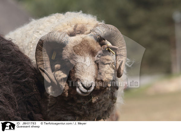 Quessantschaf / Quessant sheep / JM-01783