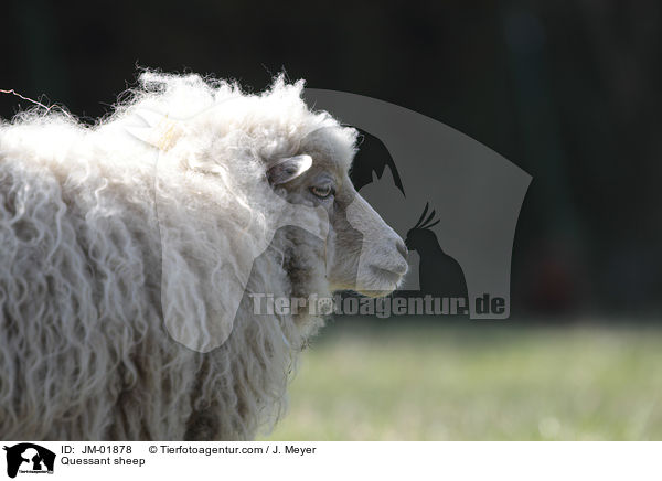 Quessant sheep / JM-01878