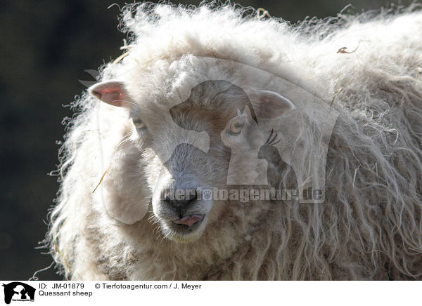 Quessant sheep / JM-01879