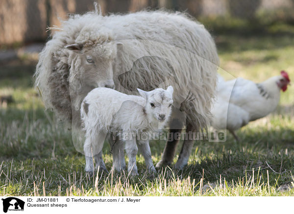 Quessant sheeps / JM-01881