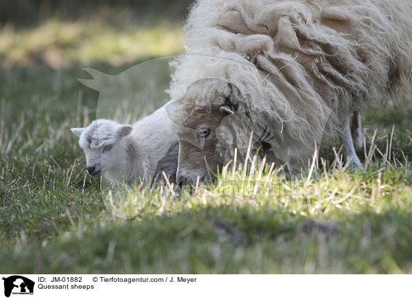Quessantschafe / Quessant sheeps / JM-01882