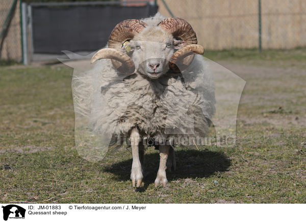 Quessantschaf / Quessant sheep / JM-01883