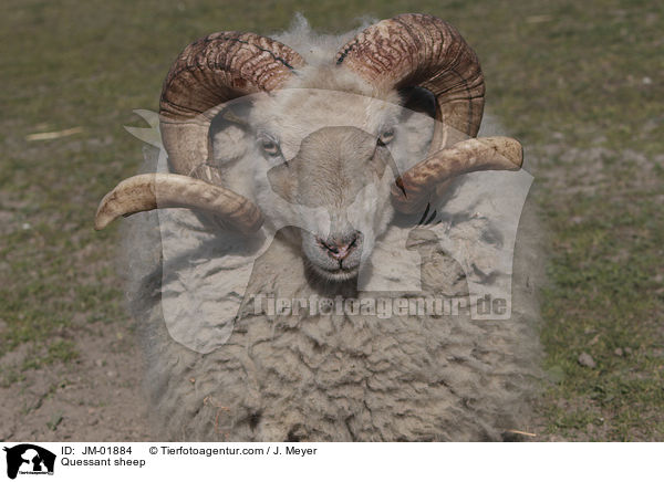 Quessant sheep / JM-01884