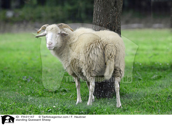 standing Quessant Sheep / FH-01147