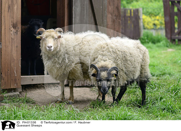 Quessant Sheeps / FH-01336