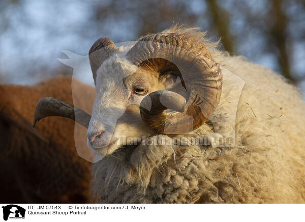 Quessant Sheep Portrait / JM-07543