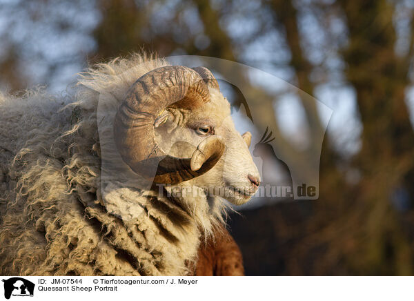 Quessant Sheep Portrait / JM-07544