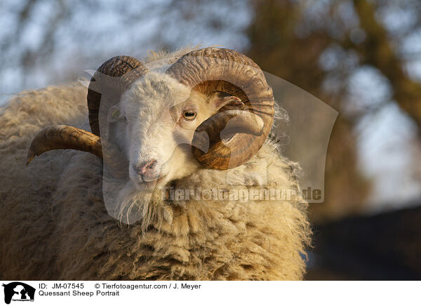 Quessantschafe Portrait / Quessant Sheep Portrait / JM-07545