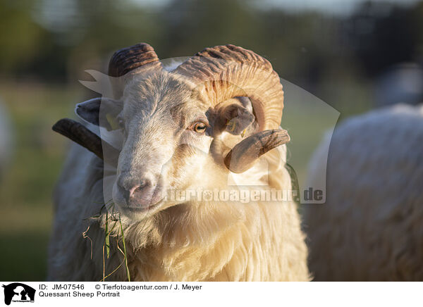 Quessantschafe Portrait / Quessant Sheep Portrait / JM-07546