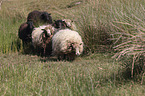 Quessant sheeps