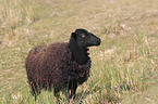 Quessant sheep
