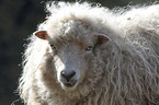 Quessant sheep