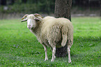 standing Quessant Sheep