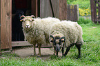 Quessant Sheeps