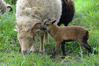Quessant Sheeps
