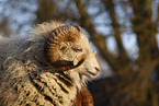 Quessant Sheep Portrait