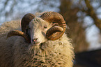 Quessant Sheep Portrait