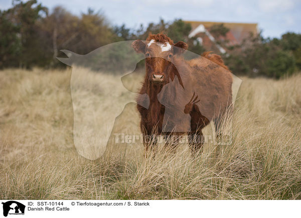 Danish Red Cattle / SST-10144