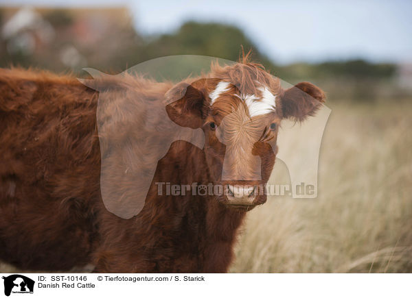 Rotes Dnisches Milchrind / Danish Red Cattle / SST-10146