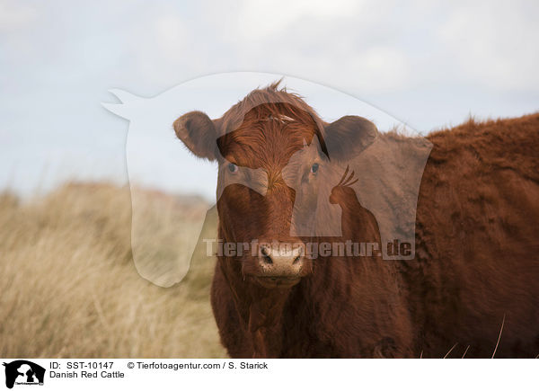 Danish Red Cattle / SST-10147