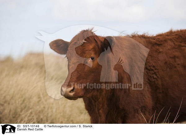 Rotes Dnisches Milchrind / Danish Red Cattle / SST-10148