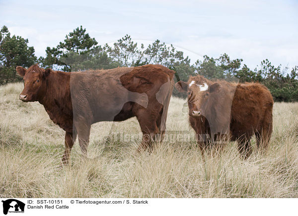Rotes Dnisches Milchrind / Danish Red Cattle / SST-10151