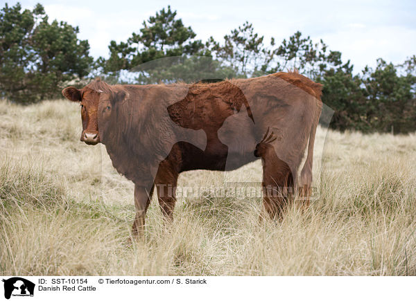 Rotes Dnisches Milchrind / Danish Red Cattle / SST-10154