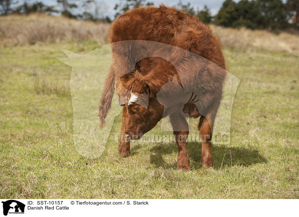 Danish Red Cattle / SST-10157