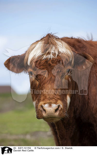 Danish Red Cattle / SST-10159