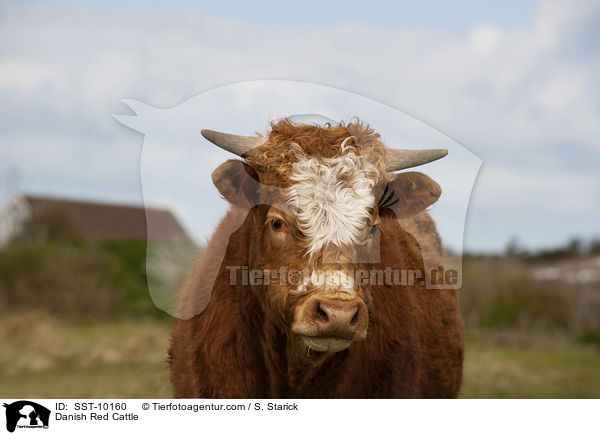 Danish Red Cattle / SST-10160