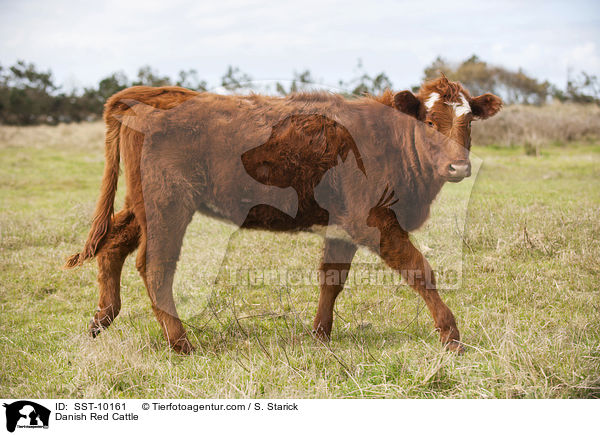 Danish Red Cattle / SST-10161