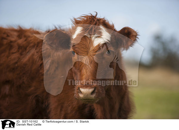 Danish Red Cattle / SST-10162