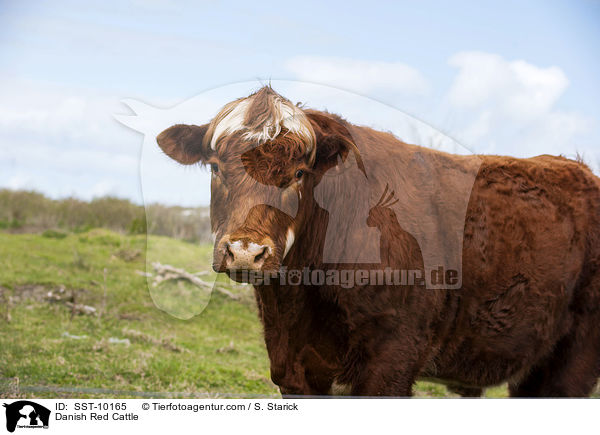 Rotes Dnisches Milchrind / Danish Red Cattle / SST-10165
