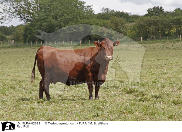 Red Poll / Red Poll / FLPA-02688