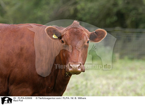 Red Poll / FLPA-02689