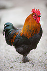 rhinelander chicken