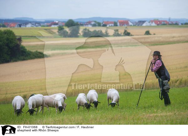 shepherd with Rhn Sheeps / FH-01068