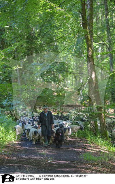 Shepherd with Rhn Sheeps / FH-01663