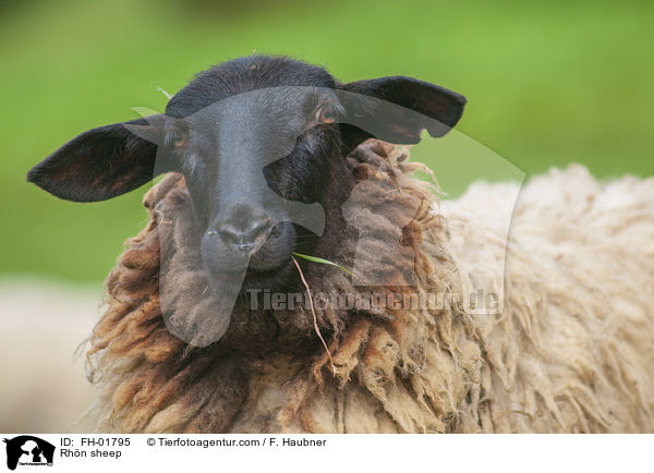 Rhn sheep / FH-01795
