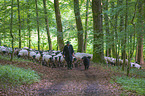 Shepherd with Rhone Sheeps