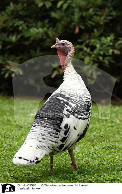 royal palm turkey / HL-03561